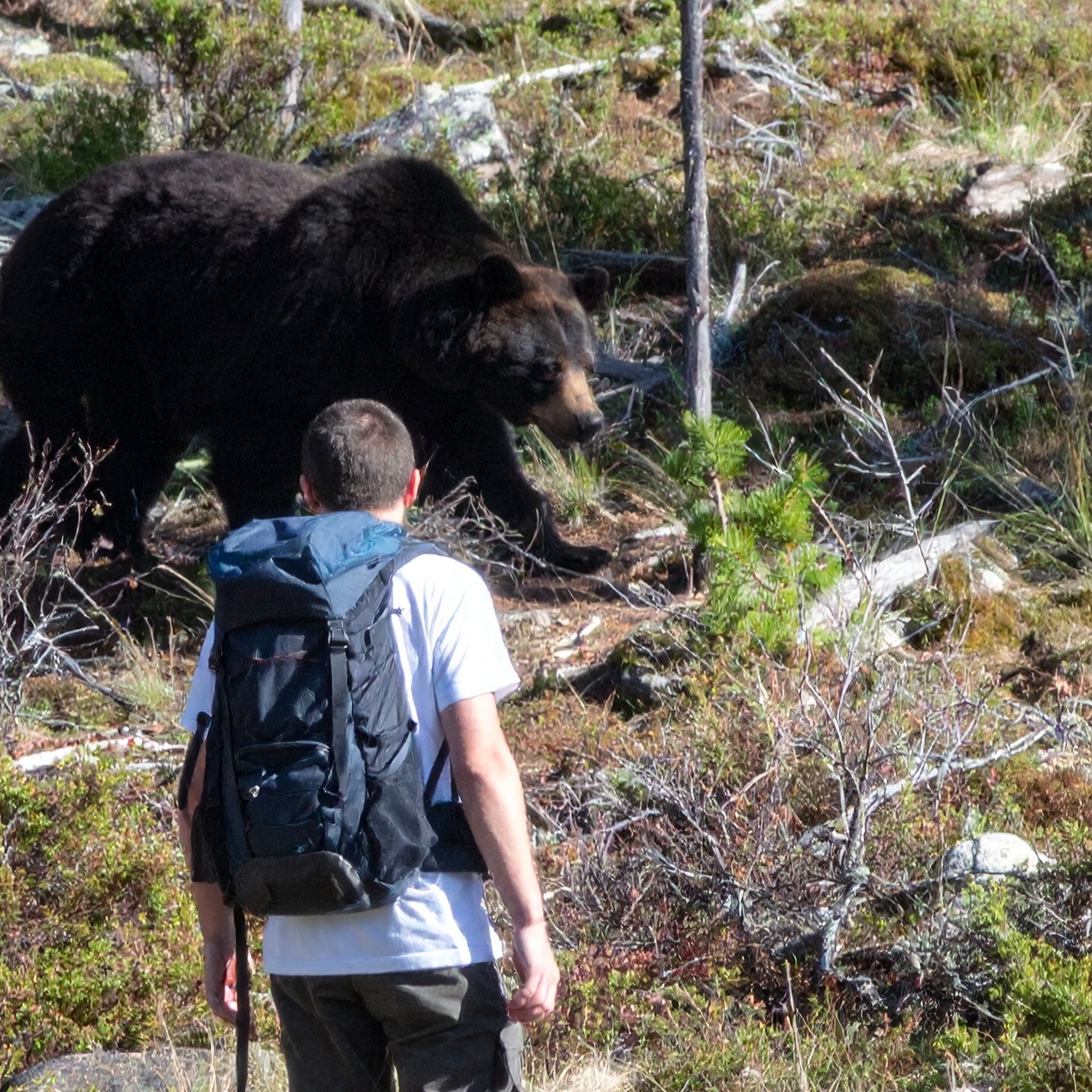 Backpacker encountering a bear on trail